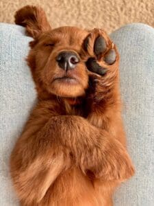 mini Golden Retriever laying on his back