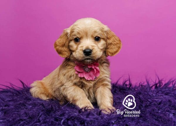 Mini Golden Retriever Big Hearted Breeders mini-golden-retriever-big-hearted-breeders