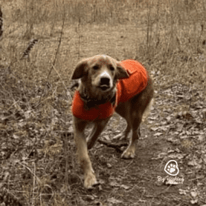 tiny Golden Retriever in the forest