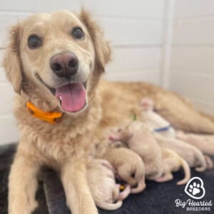 Miniature golden Retriever puppies with their mother
