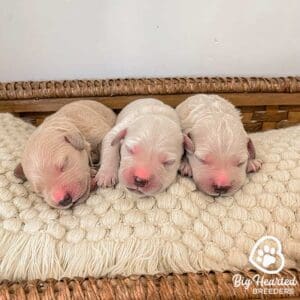 Three miniature golden retriever puppies