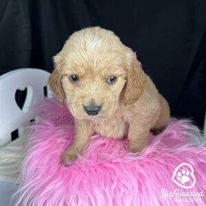 Miniature Golden Retriver at Big Hearted Breeders
