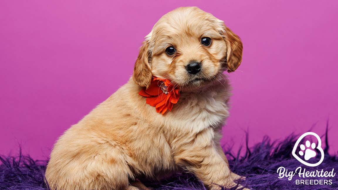 Miniature Golden Retriever with a red flower around its neck