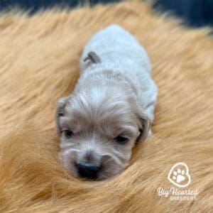 miniature golden retriever newborn puppy