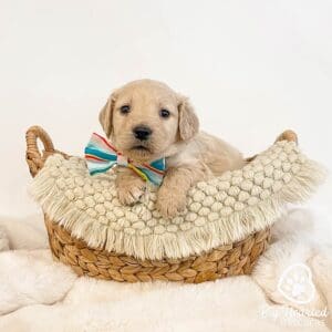 miniature golden retriever in a basket