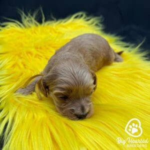 miniature golden retriever puppy