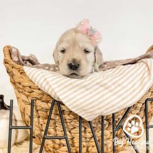 Minature Golden Retriever puppy in a basket