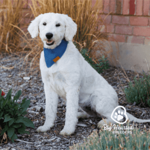 Curly mini Golden Retriever coat type on a white dog