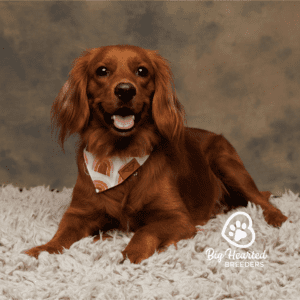 Dark brown mini Golden Retriever with a bandana