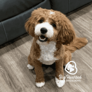 mini Golden Retriever