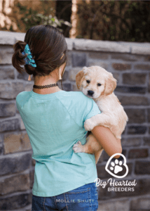 Woman holding a Miniature Golden Retriever puppy