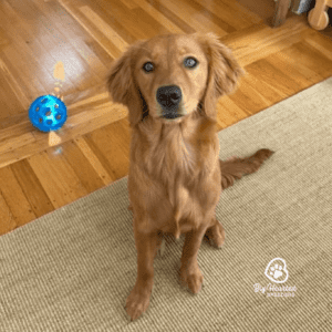 Adult tiny Golden Retriever