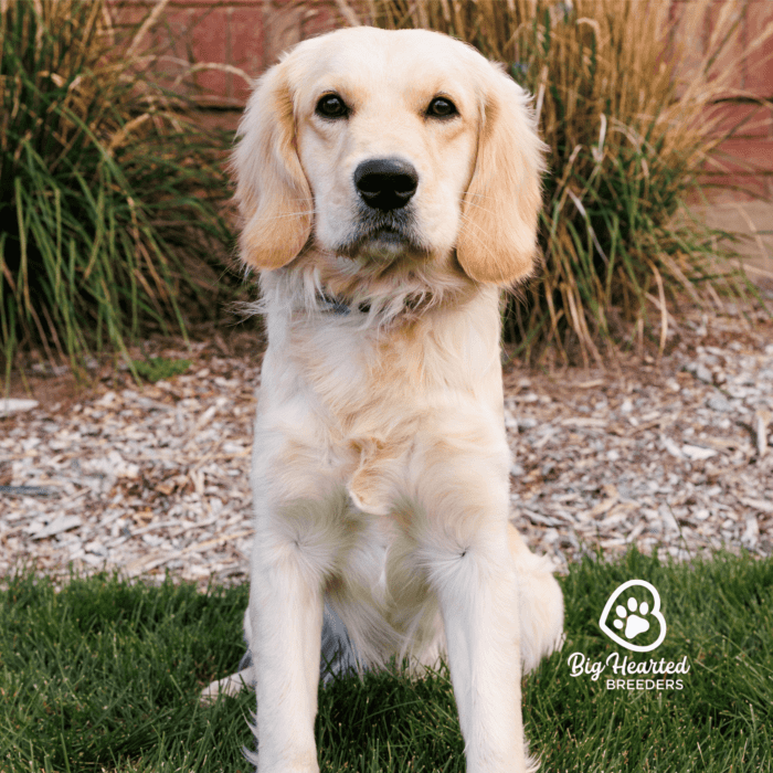 FOR WEEKS, A SCRAWNY DOG WAITED AT THE 5:00 PM COMMUTER ... - Facebook