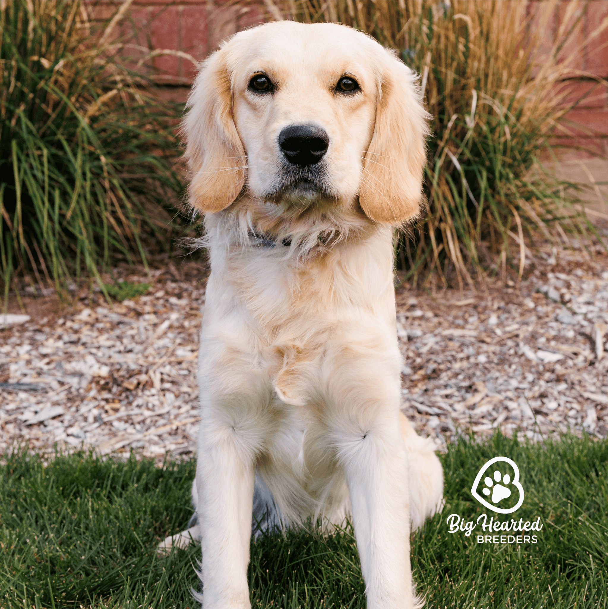 Rodeo, Mini Golden Retriever