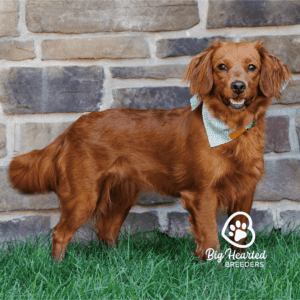 Dog representing a part of the lifespan of the mini Golden Retriever