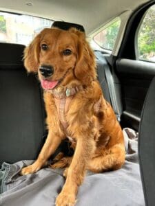 mini Golden Retriever sitting in a car