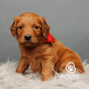mini Golden Retriever with a red bandana