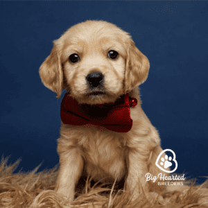 mini Golden Retriever puppy