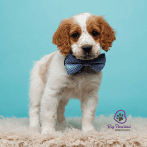 mini Golden Retriever puppy with a blue necktie