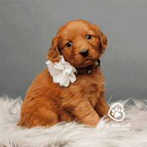 mini Golden Retriever puppy stage i the lifespan of the mini Golden Retriever