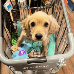 tiny Golden Retriever puppy in a shopping cart