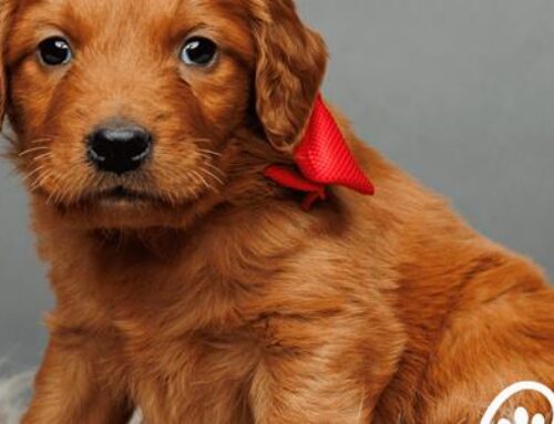 The Lifespan of the Mini Golden Retriever