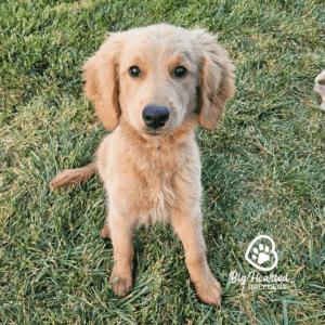 mini Golden Retriever sitting in the grass