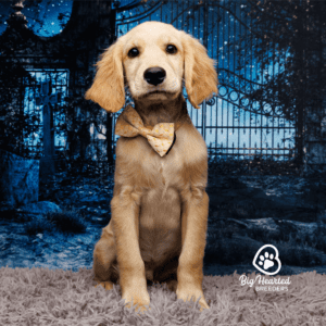 mini Golden Retriever with a bow