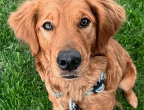 Tiny Golden Retrievers: Understanding the Size Range