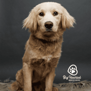 Calix, Mini Golden Retriever