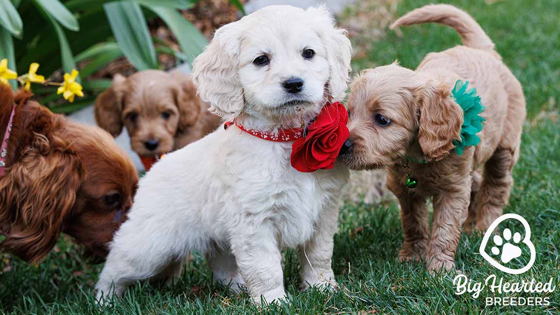 Mini Golden Retrievers training outside