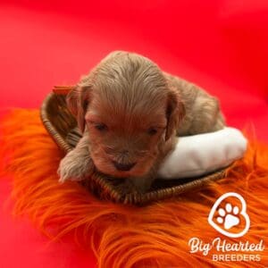 Mini Golden Retriever in a heart-shaped basket 