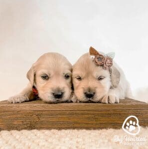 Two mini golden Retriever puppies 