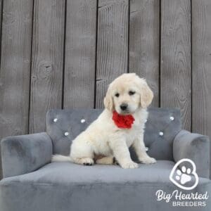 Mini Golden Retriever standing on a couch