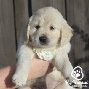White mini golden retriever puppy