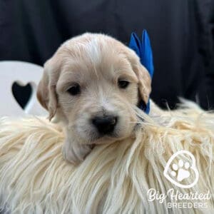 Hypoallergenic mini golden retriever
