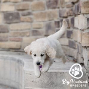 White mini golden retriever puppy jumping