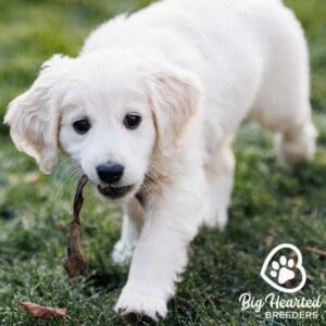 mini golden retriever