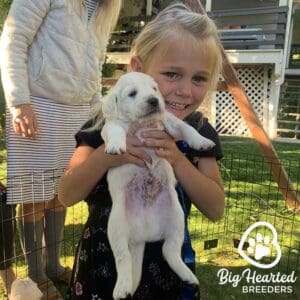 Young girl holding a mini golden retriever