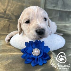 mini Golden Retriever puppies for sale