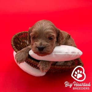 mini Golden Retriever puppy in a heart shaped basket