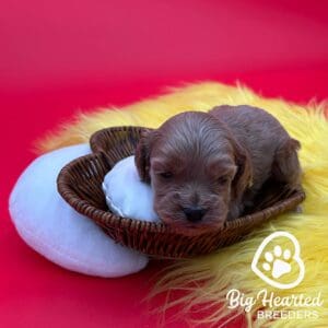 mini Golden Retriever puppy in a heart basket