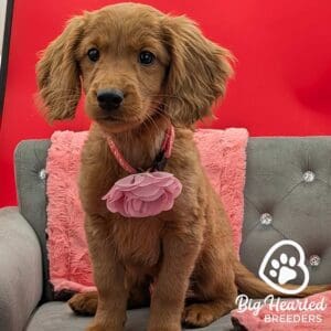 mini Golden Retriever for sale at big Hearted Breeders