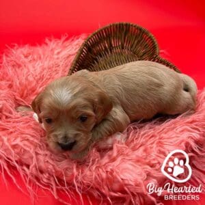 mini Golden Retriever puppy in a heart shaped basket