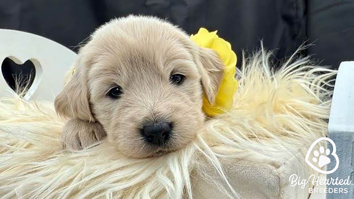 mini Golden Retriever puppies for sale