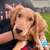 mini golden retriever