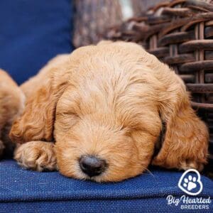 Mini Golden Retriever puppy sleeping