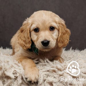 mini golden retrievers