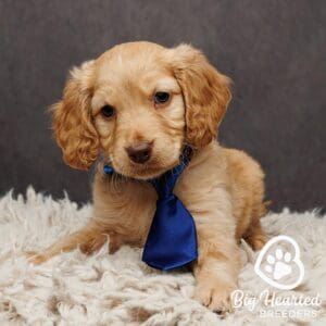 Mini golden retriever puppy with a blue tie