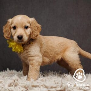 Mini Golden Retrievers lenghth